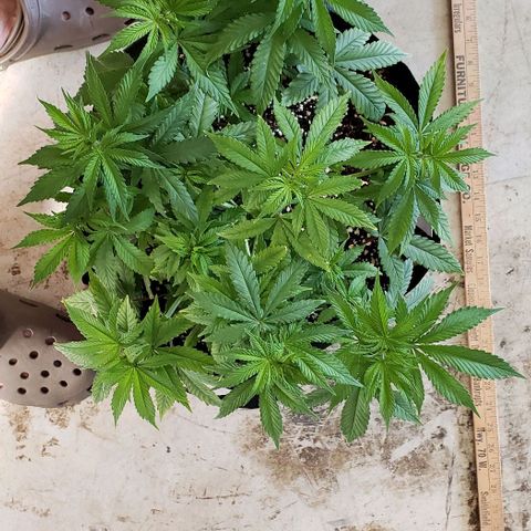 Hot Mess growlog photo: 16x16x7.5 inches