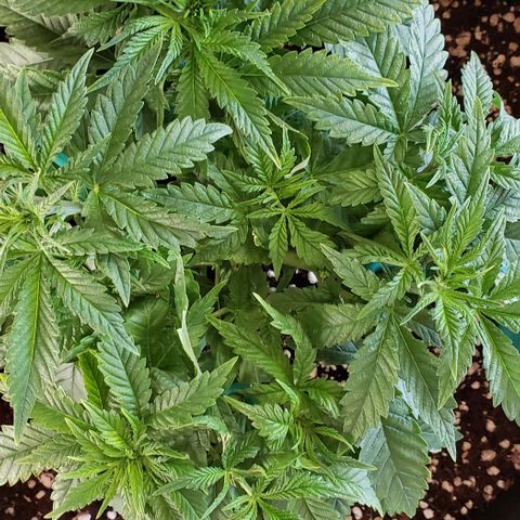 T-Dub (Trainwreck Heirloom) growlog photo: 11x10x5.5 inches