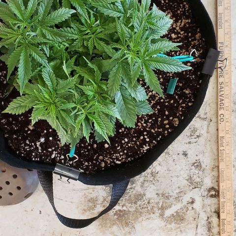 T-Dub (Trainwreck Heirloom) growlog photo: 11x10x5.5 inches