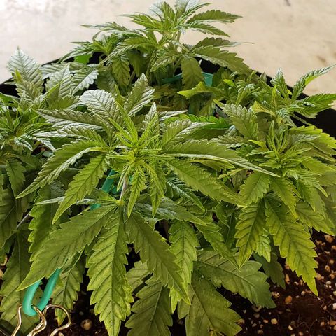 T-Dub (Trainwreck Heirloom) growlog photo: 11x10x5.5 inches