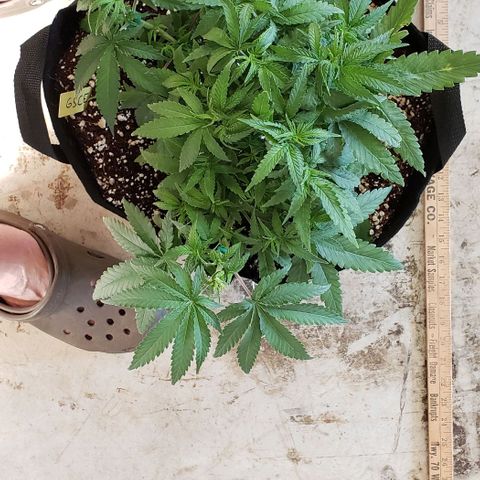 Girl Scout Cookie Extreme growlog photo: 14x12x7.5 inches