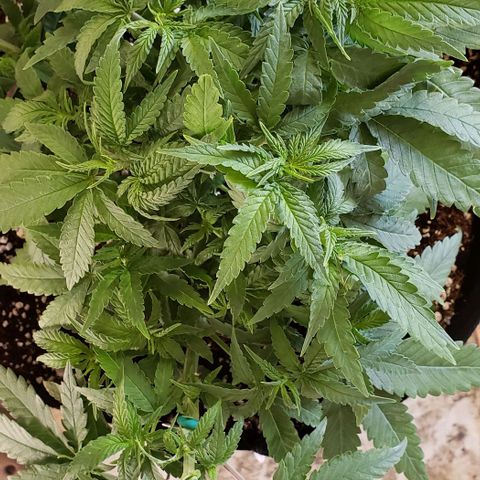 Girl Scout Cookie Extreme growlog photo: 14x12x7.5 inches