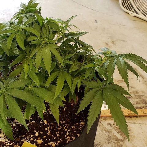 Girl Scout Cookie Extreme growlog photo: 14x12x7.5 inches
