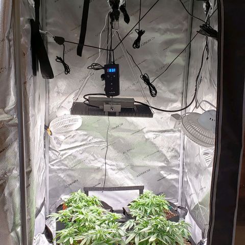 T-Dub (Trainwreck Heirloom) growlog timeline photo