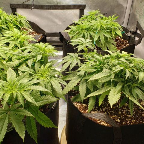 T-Dub (Trainwreck Heirloom) growlog timeline photo