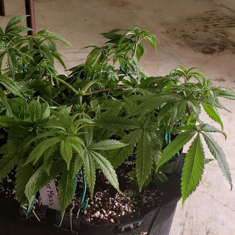 Hot Mess growlog photo: 16x16x7.5 inches