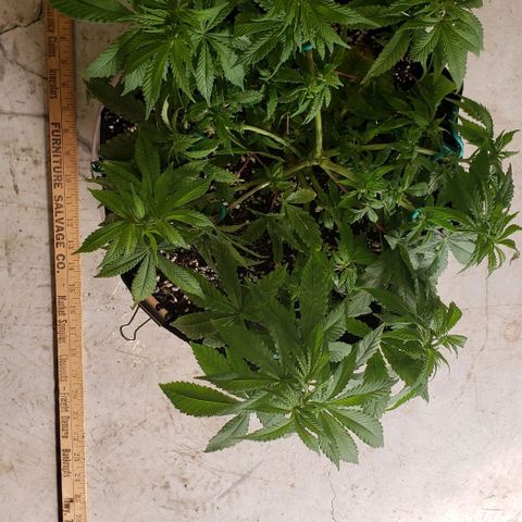 Hot Mess growlog photo: 16x16x7.5 inches