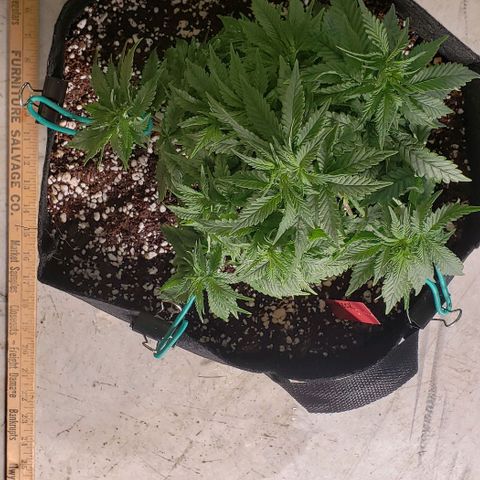 Trainwreck (Arcata cut) growlog photo: 9x8x8.5