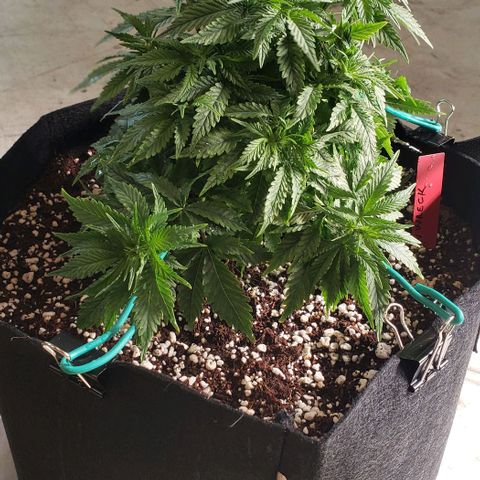 Trainwreck (Arcata cut) growlog photo: 9x8x8.5