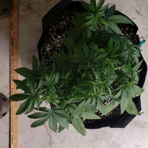 Girl Scout Cookie Extreme growlog photo: 14x13.5x7 inches