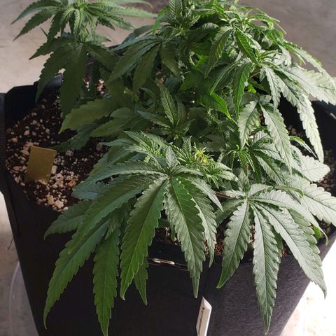 Girl Scout Cookie Extreme growlog photo: 14x13.5x7 inches