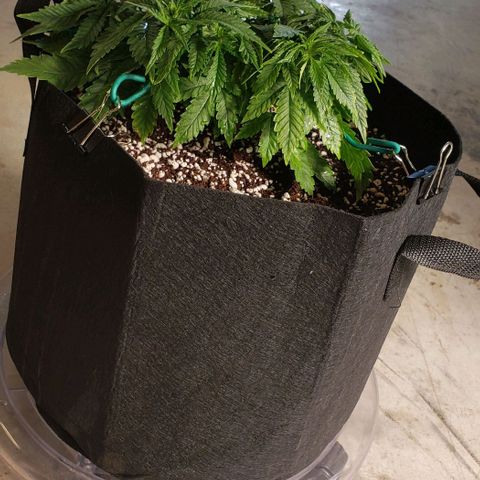 T-Dub (Trainwreck Heirloom) growlog photo: 9.5x8x5 inches