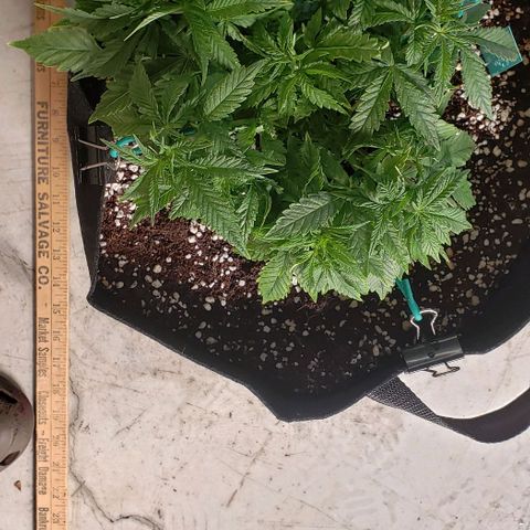 T-Dub (Trainwreck Heirloom) growlog photo: 9.5x8x5 inches