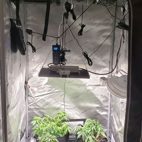 T-Dub (Trainwreck Heirloom) growlog timeline photo