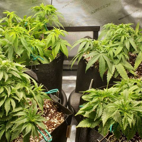 T-Dub (Trainwreck Heirloom) growlog timeline photo