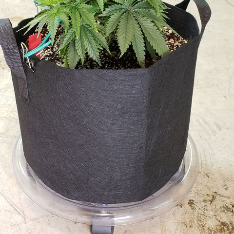 Trainwreck (Arcata cut) growlog photo: 10.5x10x8.5 inches