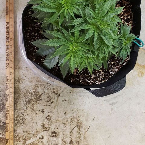 Trainwreck (Arcata cut) growlog photo: 10.5x10x8.5 inches