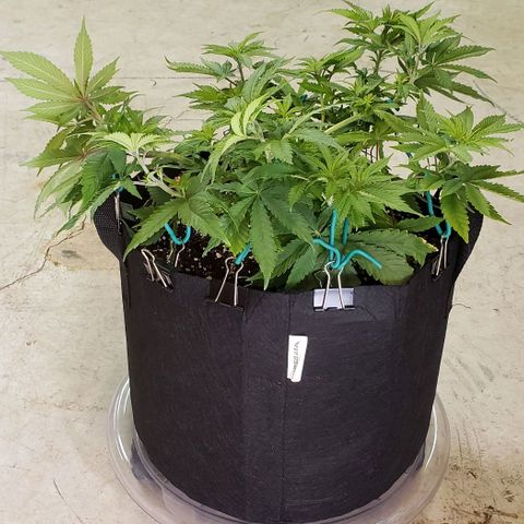 Hot Mess growlog photo: 17.5x17x8.5 inches