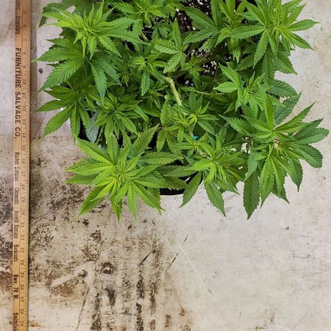 Hot Mess growlog photo: 17.5x17x8.5 inches