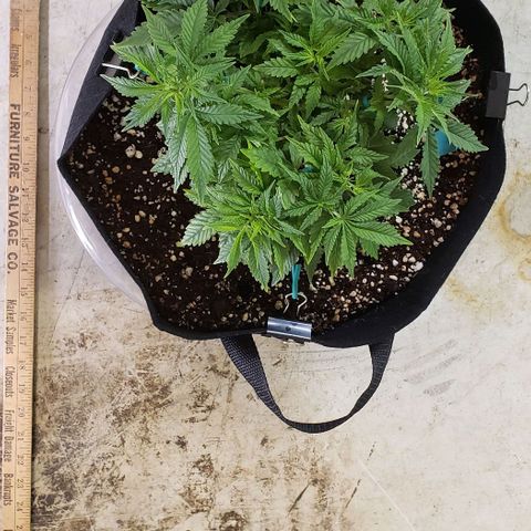 T-Dub (Trainwreck Heirloom) growlog photo: 10.5x10x7 inches