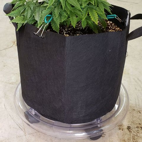 T-Dub (Trainwreck Heirloom) growlog photo: 10.5x10x7 inches