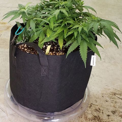 Girl Scout Cookie Extreme growlog photo: 14.5x13.5x7.5 inches