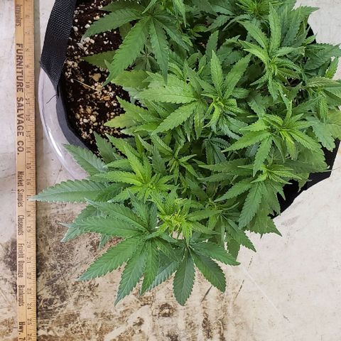Girl Scout Cookie Extreme growlog photo: 14.5x13.5x7.5 inches