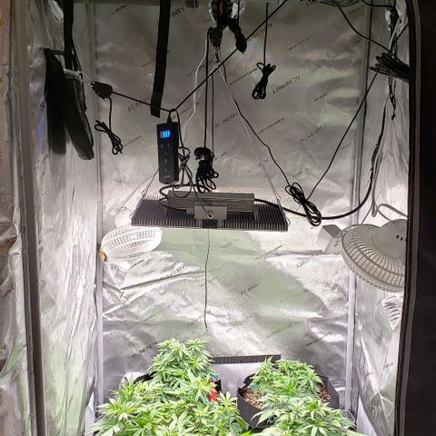 T-Dub (Trainwreck Heirloom) growlog timeline photo