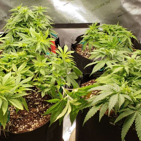 T-Dub (Trainwreck Heirloom) growlog timeline photo