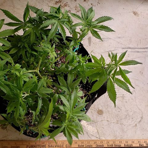 Hot Mess growlog photo: 17x15.5x8 inches
