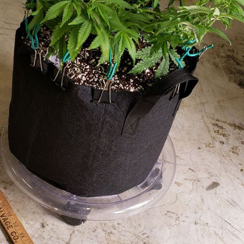 Hot Mess growlog photo: 17x15.5x8 inches