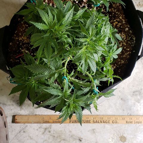 Trainwreck (Arcata cut) growlog photo: 12.5x10x10 inches