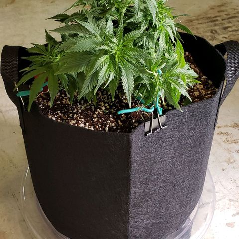 Trainwreck (Arcata cut) growlog photo: 12.5x10x10 inches