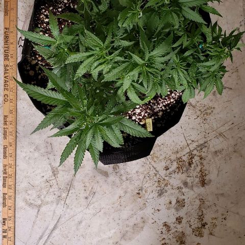 Girl Scout Cookie Extreme growlog photo: 13x11x8 inches