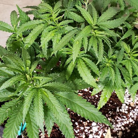 Girl Scout Cookie Extreme growlog timeline photo