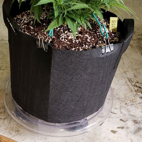 Girl Scout Cookie Extreme growlog photo: 13x11x8 inches