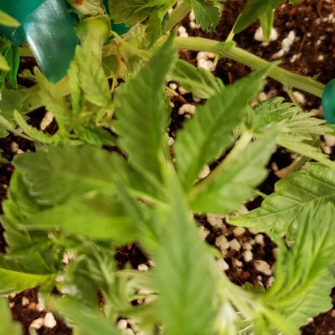 T-Dub (Trainwreck Heirloom) growlog timeline photo