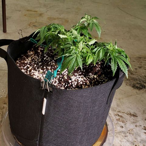 T-Dub (Trainwreck Heirloom) growlog photo: 10x9x6 inches