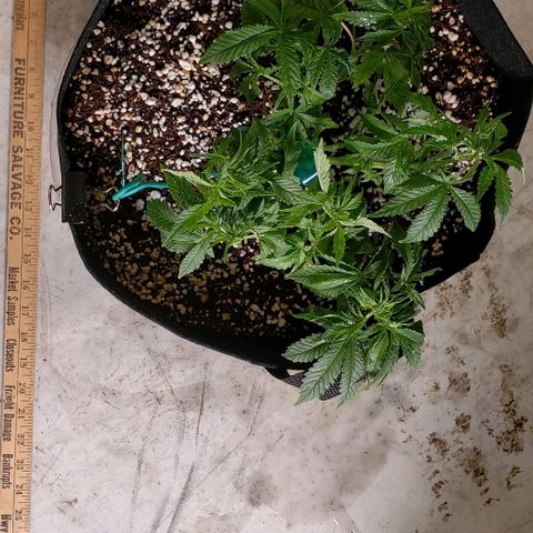 T-Dub (Trainwreck Heirloom) growlog photo: 10x9x6 inches