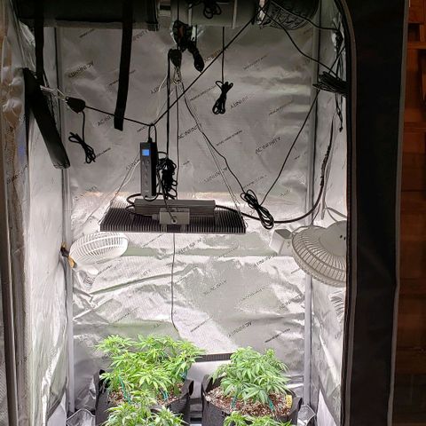T-Dub (Trainwreck Heirloom) growlog timeline photo