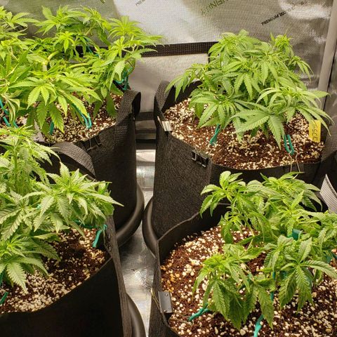 T-Dub (Trainwreck Heirloom) growlog timeline photo