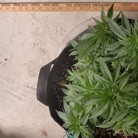 Trainwreck (Arcata cut) growlog photo: 12x12x10