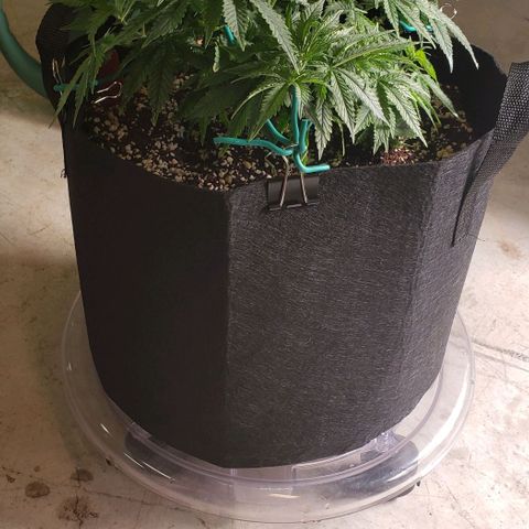 Trainwreck (Arcata cut) growlog photo: 12x12x10