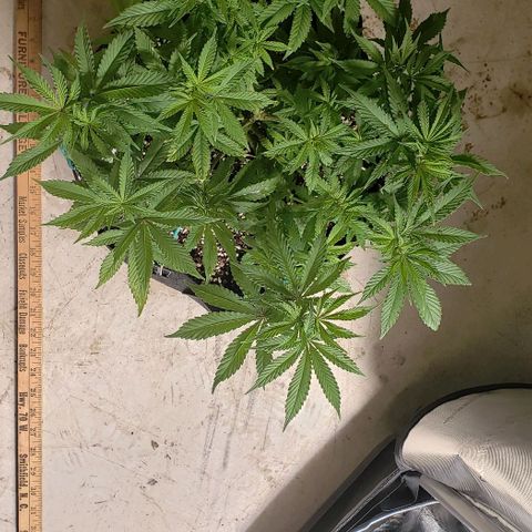 Hot Mess growlog photo: 17x16x9 inches