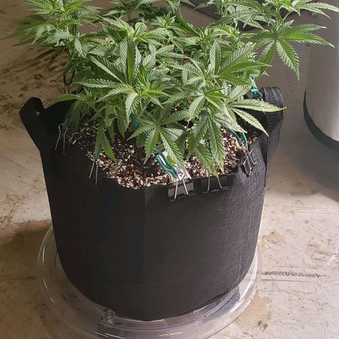 Hot Mess growlog photo: 17x16x9 inches