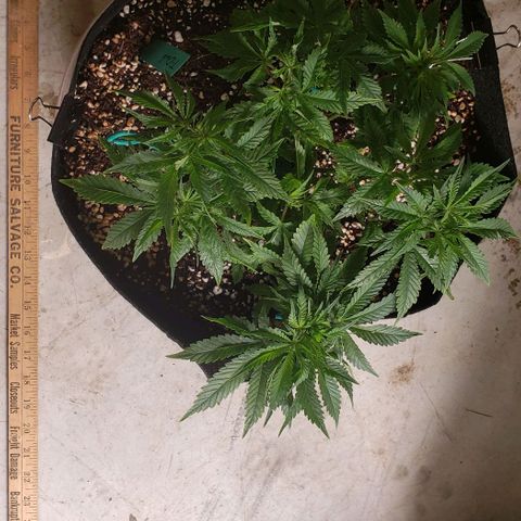 T-Dub (Trainwreck Heirloom) growlog photo: 12.5x11.5x7 inches