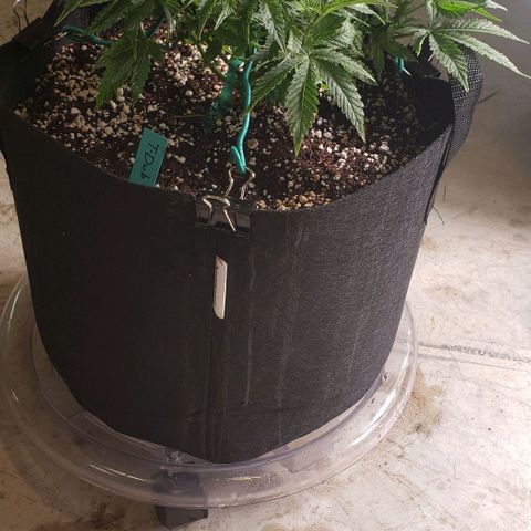 T-Dub (Trainwreck Heirloom) growlog photo: 12.5x11.5x7 inches