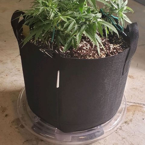 Girl Scout Cookie Extreme growlog photo: 15x14x7.5 inches
