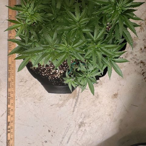 Girl Scout Cookie Extreme growlog photo: 15x14x7.5 inches