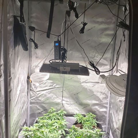 T-Dub (Trainwreck Heirloom) growlog timeline photo